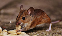 24 Hour & Emergency Exterminators in Hometown, PA